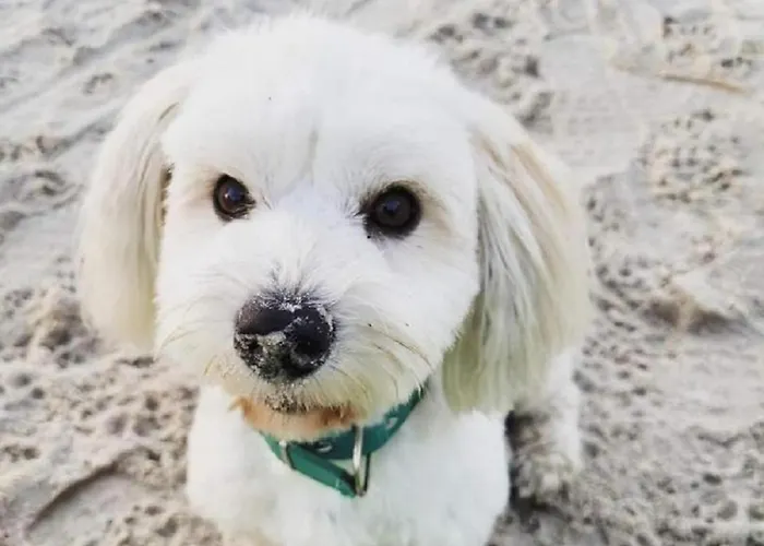 Zakatek Sasanki 度假居 *